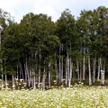 ソバ畑と白樺林