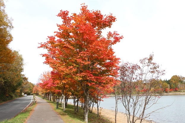 写真: 女神湖湖畔紅葉並木