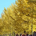 写真: 黄色の並木