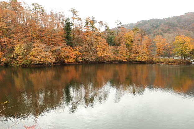 写真: 三河湖の黄葉