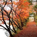 写真: 落ち葉の散策路