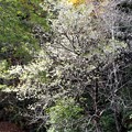 写真: ヒマラヤ桜