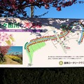 写真: 免々田川の河津桜