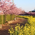 写真: 免々田川に菜の花と河津桜散策路