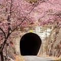 河津桜のトンネルから芳ヶ入トンネルへ