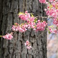 舘山寺桜
