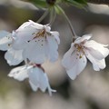 枝垂桜花