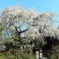 写真: 三明寺しだれ桜