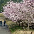 写真: 桜並木を行くウォーキング客