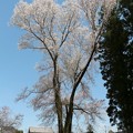 推定１３０年樹高２４ｍ、幹回り４ｍ、５根の１本桜「大龍不動桜」