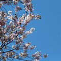 写真: エドヒガン桜