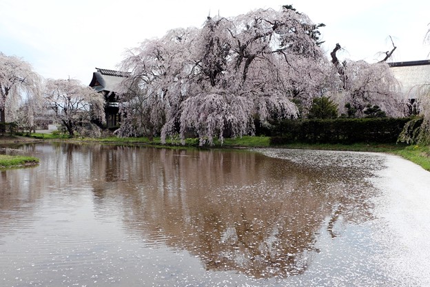 写真: しだれ桜の水鏡