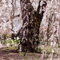 写真: 古木のしだれ桜
