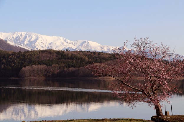 名峰群が湖面に映る様、小さいながらも存在感のある一本桜