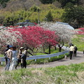 写真: 現代の桃源郷！村中をピンクの花桃が彩ります