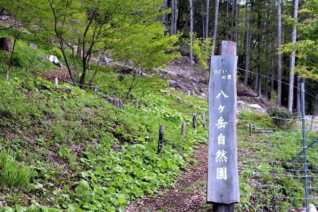 写真: 八ヶ岳自然園入口