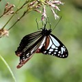 アサギマダラ蝶