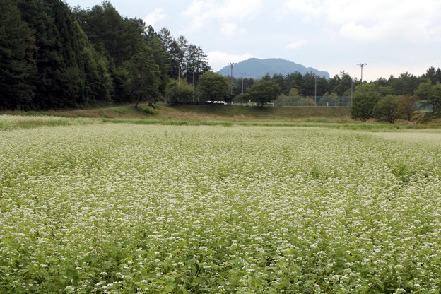 写真: 新行高原ソバ畑の白いジュータン