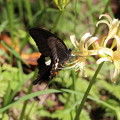 彼岸花にモンキアゲハ蝶