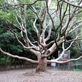写真: 美しい樹形の大きなクスノキ