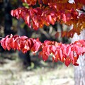 写真: ヤマボウシの紅葉