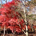 写真: 別荘の紅葉