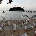 竹島海岸のユリカモメ
