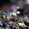写真: 花径１ｃｍほどの小さな白い花コセリバオウレン