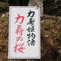 力寿姫物語「力寿の桜」標