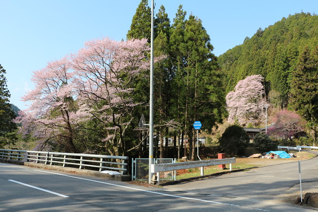 写真: 親子桜咲き競う(左・親桜と右奥・子桜)
