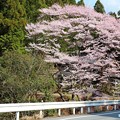 写真: 神田エドヒガン桜の親桜