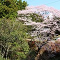 写真: 宮平橋の袂の親桜