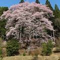 写真: 一本桜