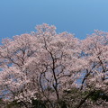 エドヒガン桜を見上げる