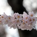 エドヒガン桜