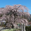写真: 一本桜のしだれ桜