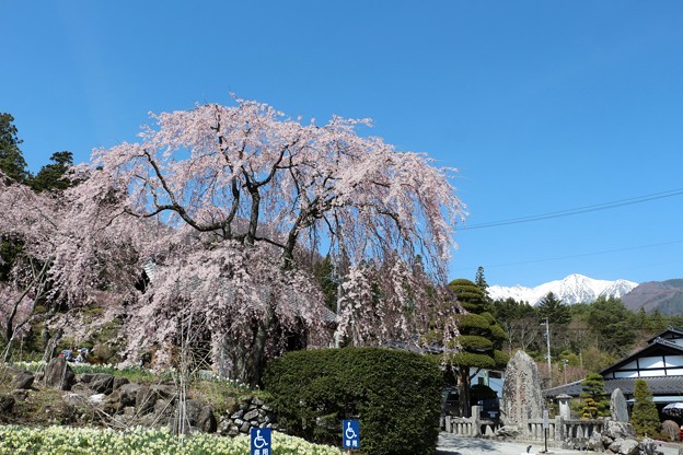 写真: しだれ桜と中央アルプス