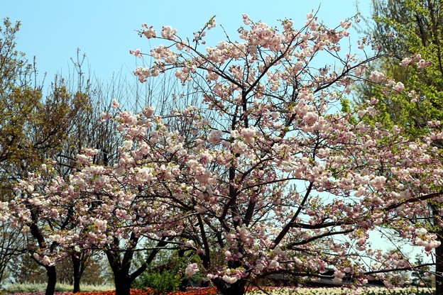 写真: 桜「松月」