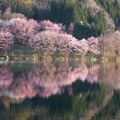 オオヤマ桜の水鏡