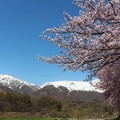 オオヤマ桜の並木と白馬連峰