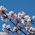 オオヤマ桜