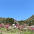 山畑に咲く花桃