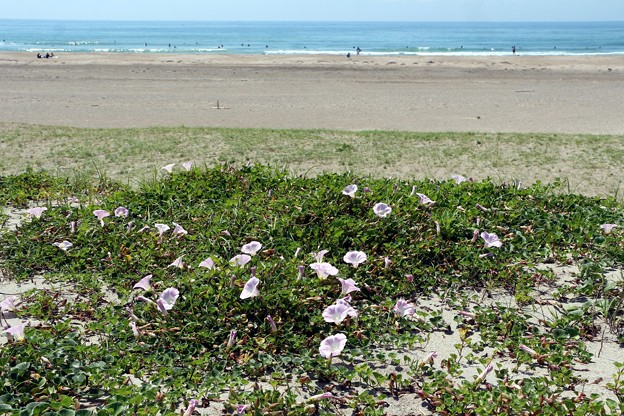 海浜植物の「ハマヒルガオ」