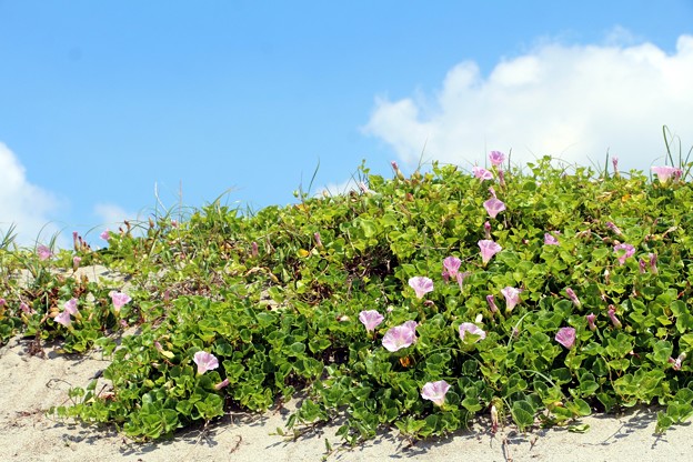 砂浜一面にピンクの花