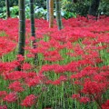 写真: 赤い竹林