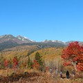 写真: 大カエデ、秋深める乗鞍高原で見頃