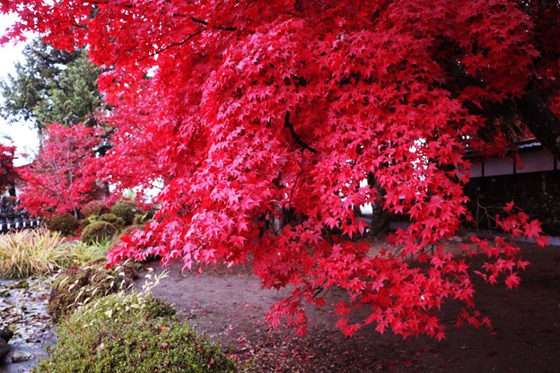 写真: 楓の真っ赤な紅葉