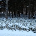 写真: カラマツ林の雪景色