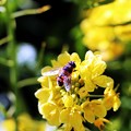 菜の花に蜂