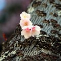 ひっそりと咲く大知波桜